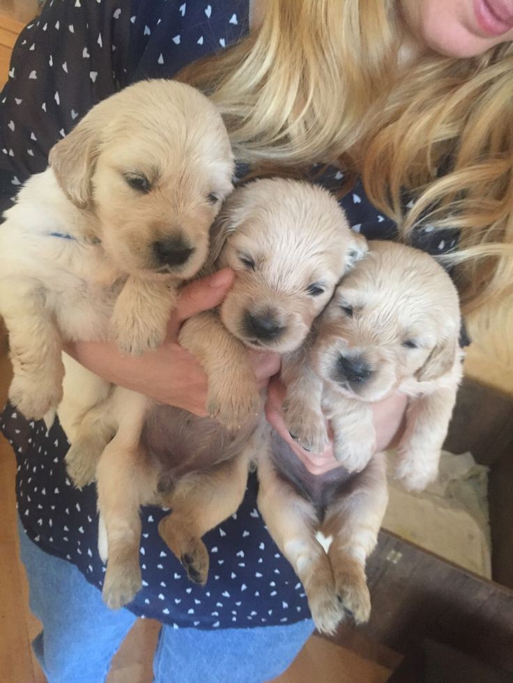 CACHORROS EN VENTA - foto 3