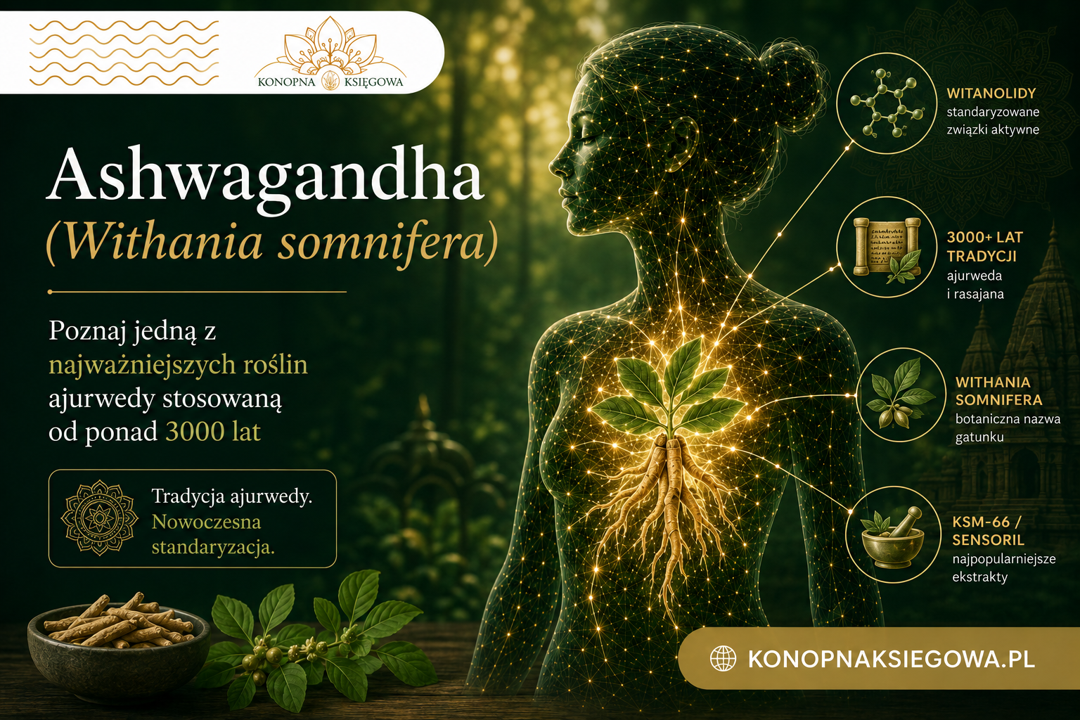 Ashwagandha — właściwości i tradycyjne zastosowanie
