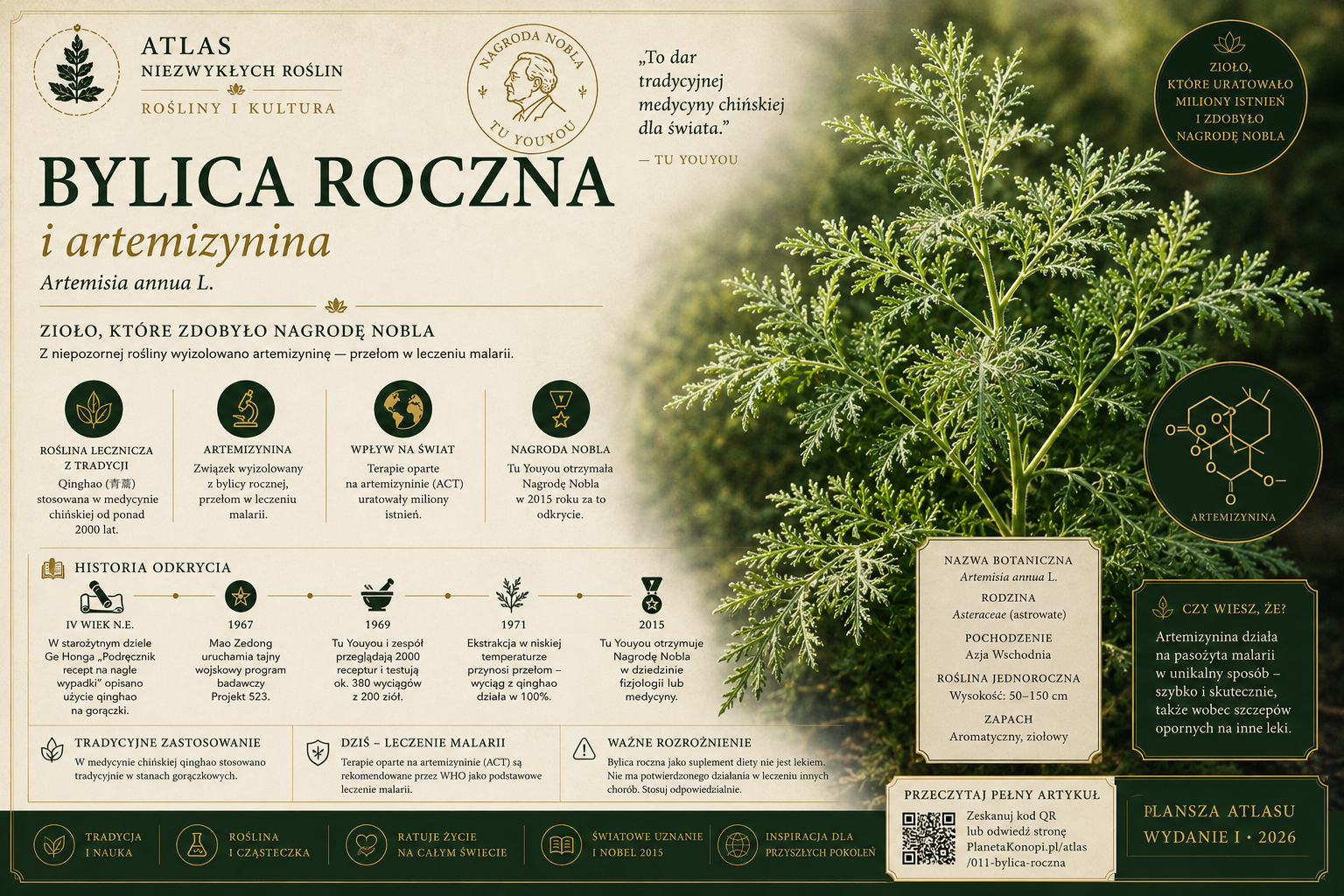 Bylica roczna i artemizynina - zioło, które zdobyło Nagrodę Nobla