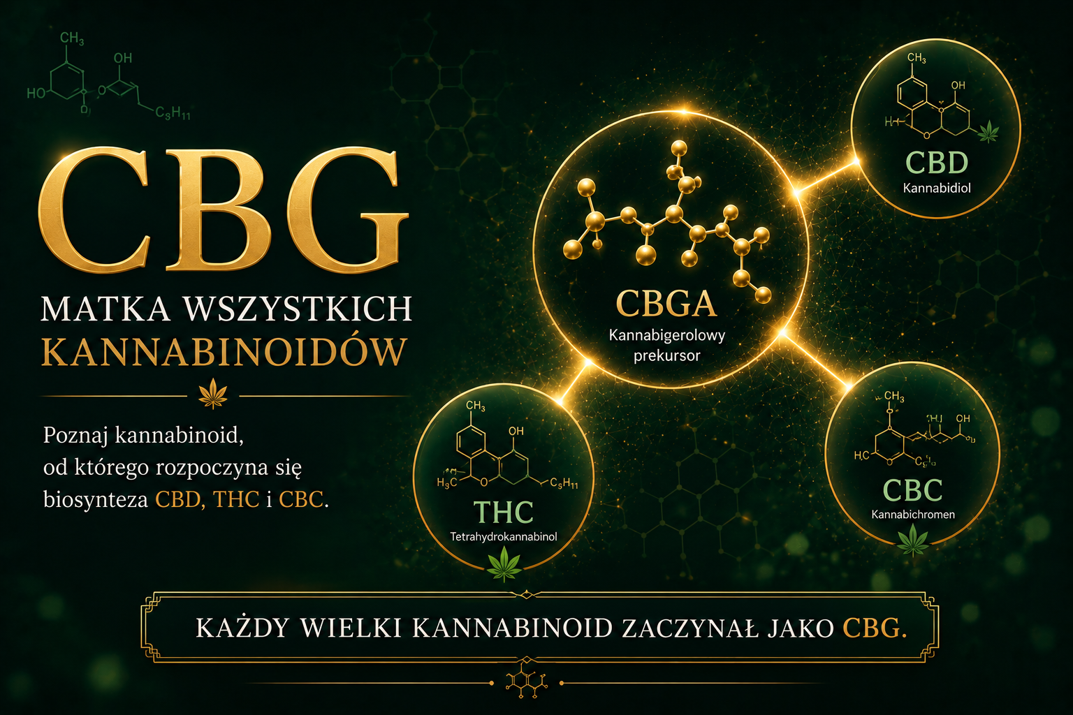 Co to jest CBG? Dowiedz się więcej.