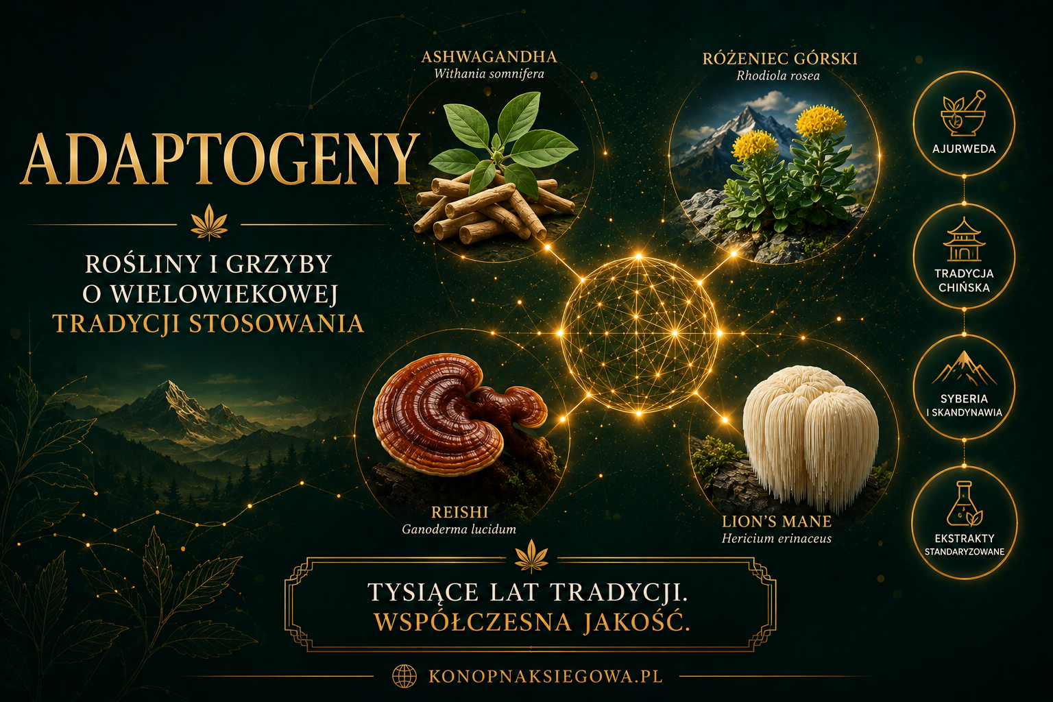 Co to są adaptogeny? Przewodnik po roślinach adaptogennych
