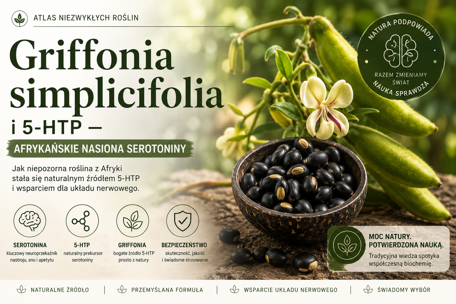 Griffonia simplicifolia i 5-HTP - afrykańskie nasiona serotoniny