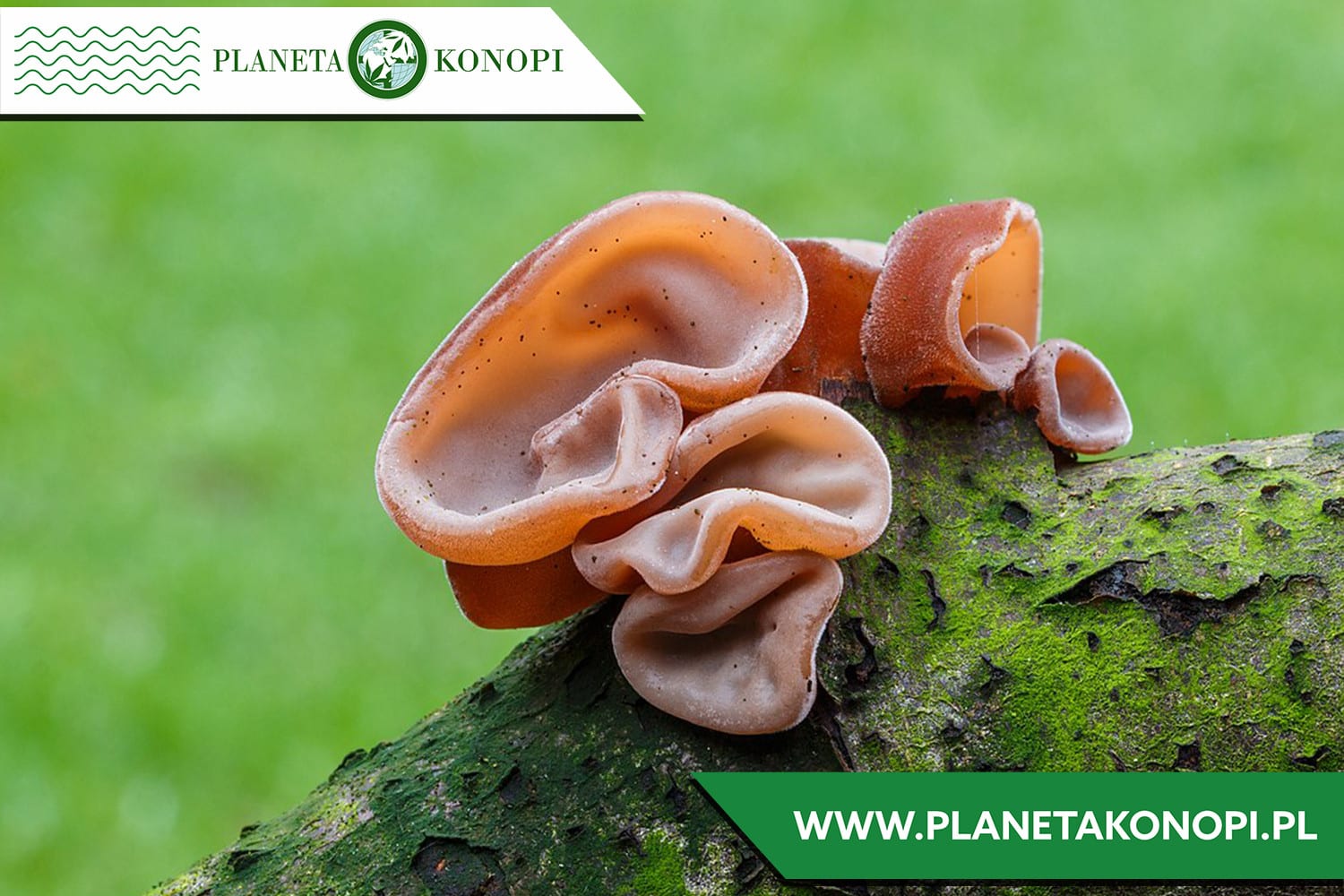 Grzyb Auricularia 30%. Na co pomaga?