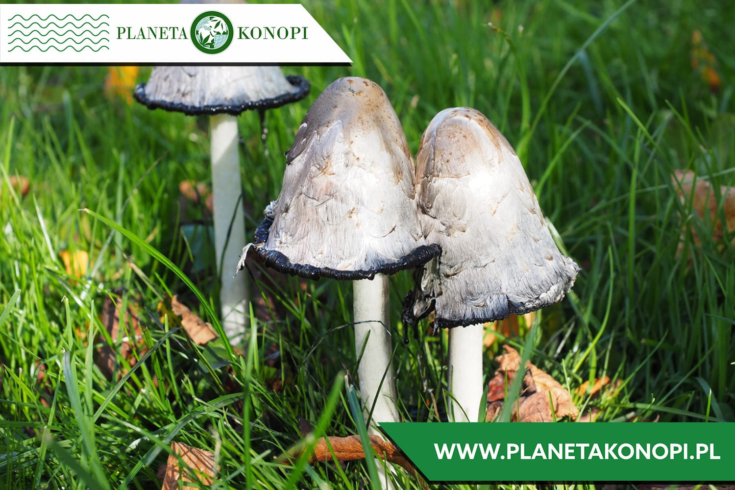 Grzyb Coprinus 30%. Na co pomaga?