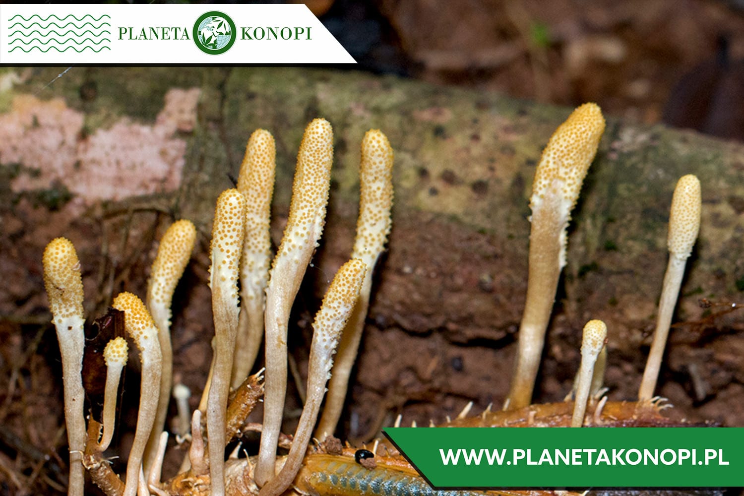 Grzyb Cordyceps 30%. Na co pomaga?