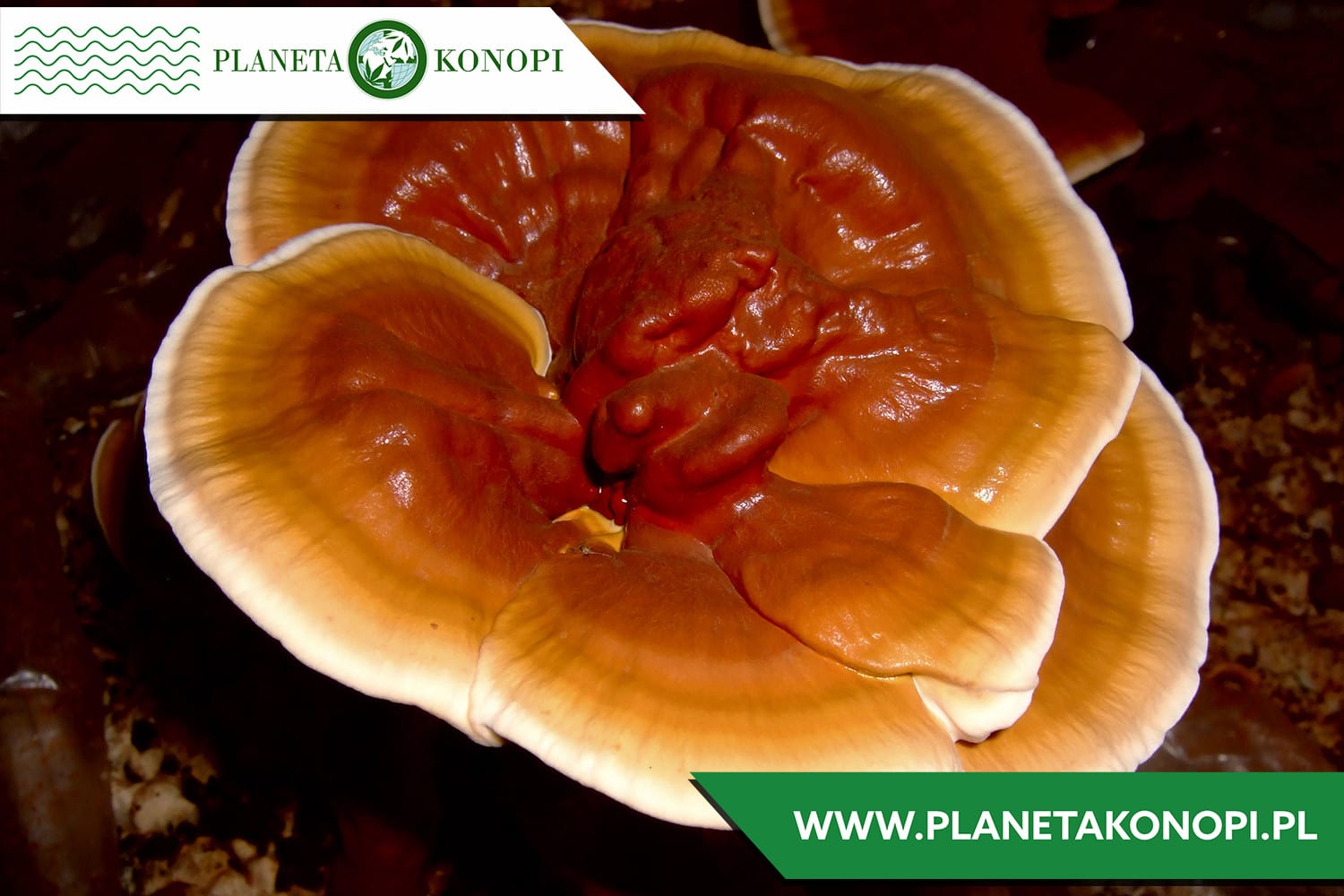 Grzyb Reishi 30%. Na co pomaga?