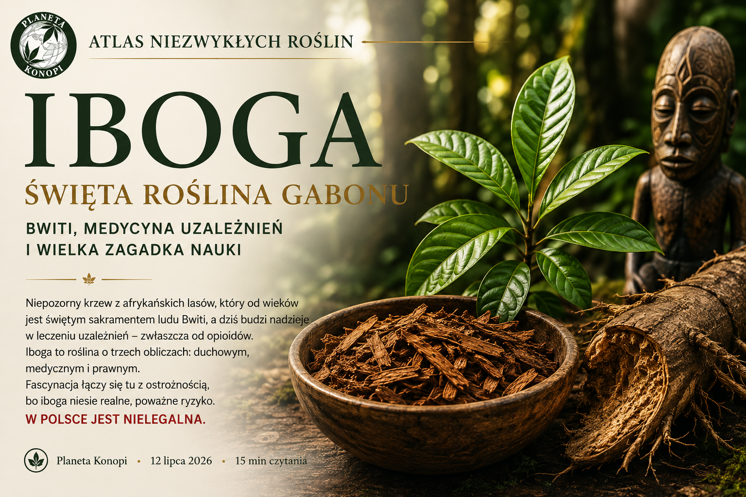 Iboga, święta roślina Gabonu. Bwiti, medycyna uzależnień i wielka zagadka nauki