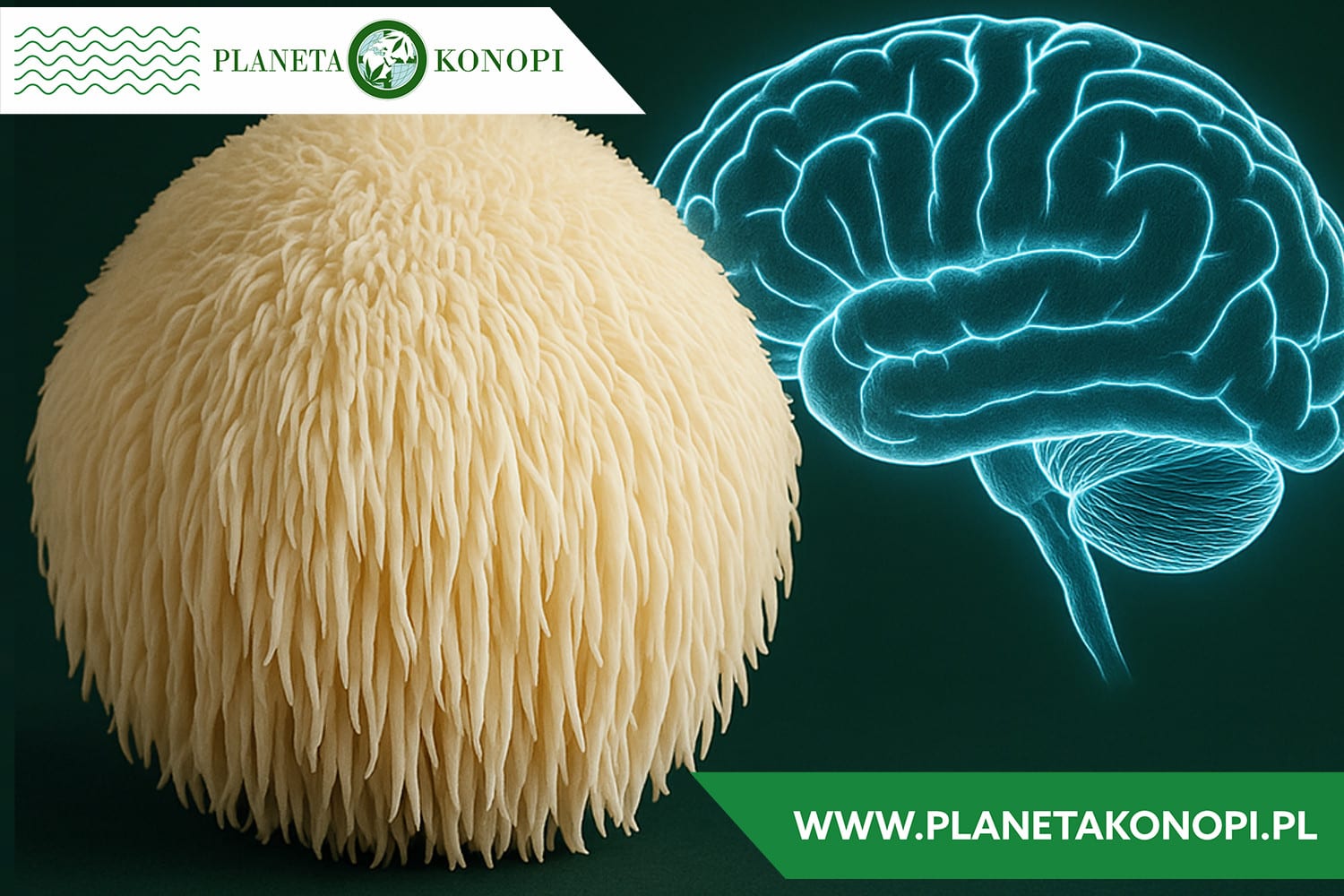 Lion’s Mane – na co pomaga? Wszystko, co warto wiedzieć o soplówce jeżowatej