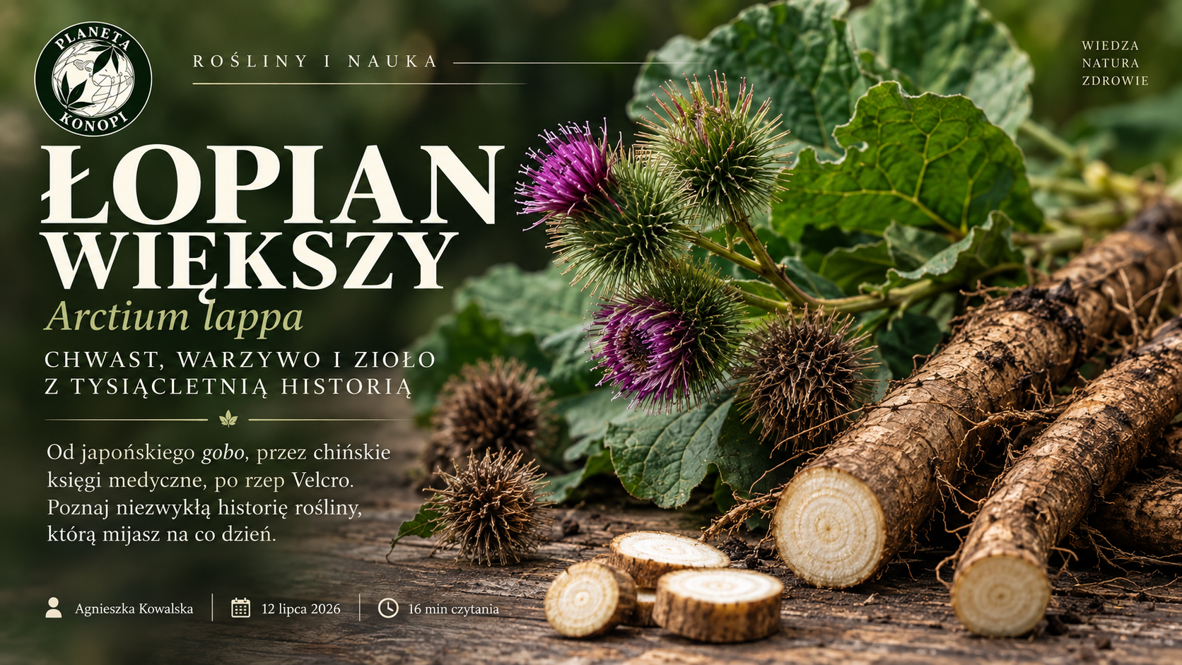 Łopian większy (Arctium lappa). Chwast, warzywo i zioło z tysiącletnią historią