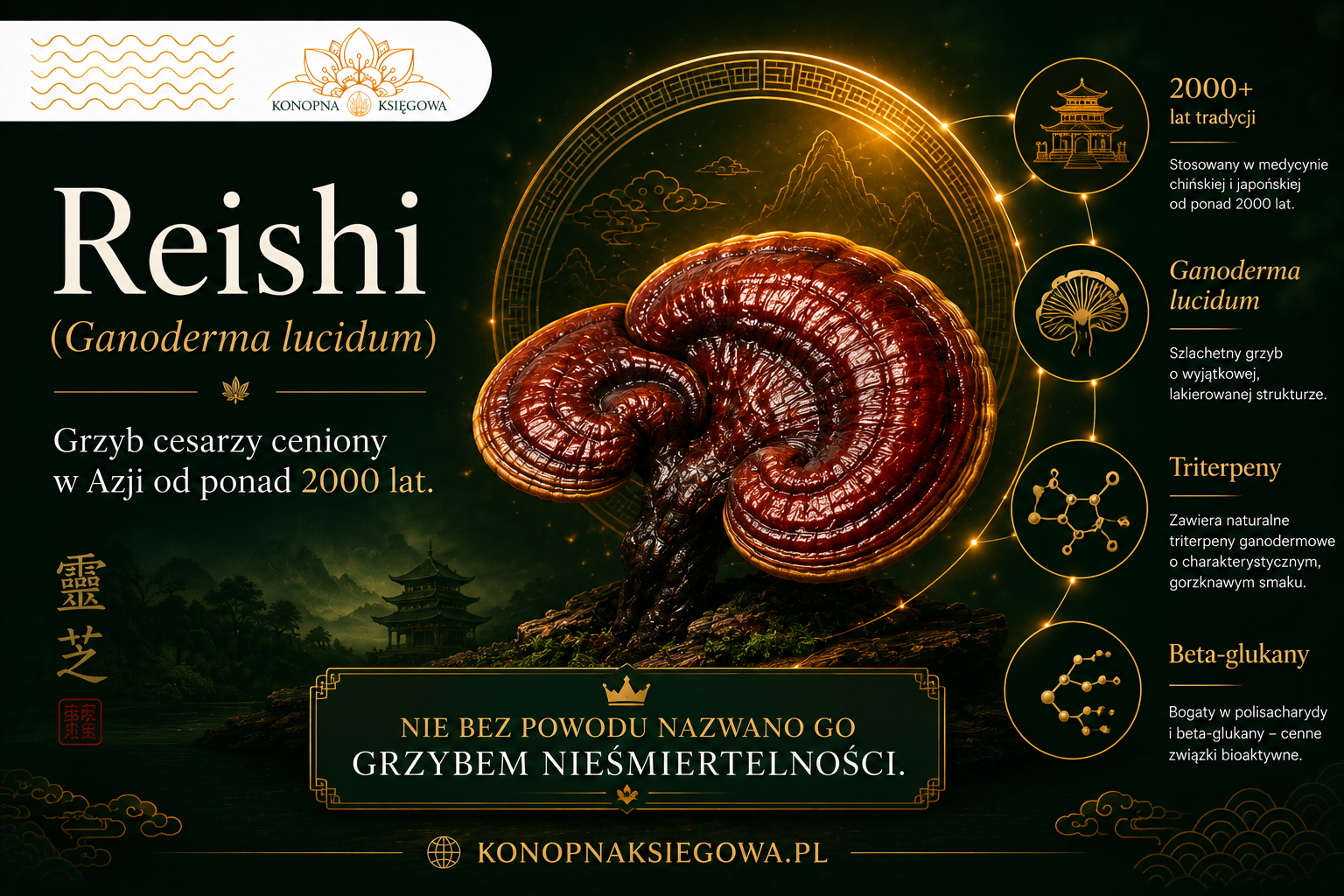 Reishi — właściwości i tradycyjne zastosowanie grzyba