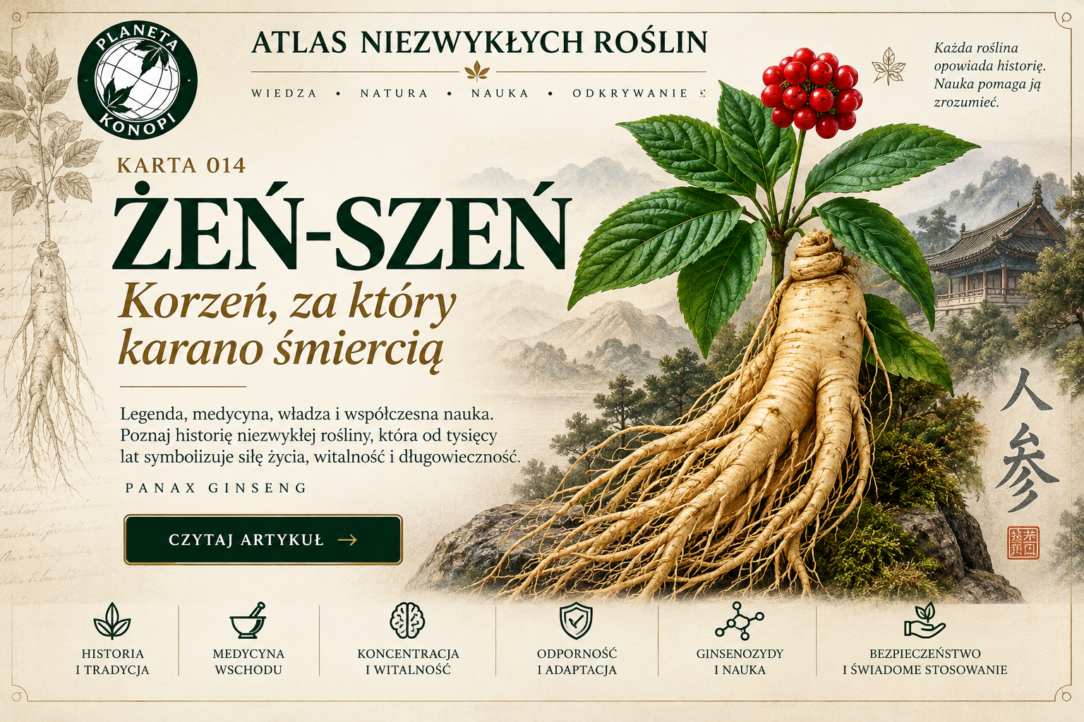 Żeń-szeń. Korzeń, za który karano śmiercią