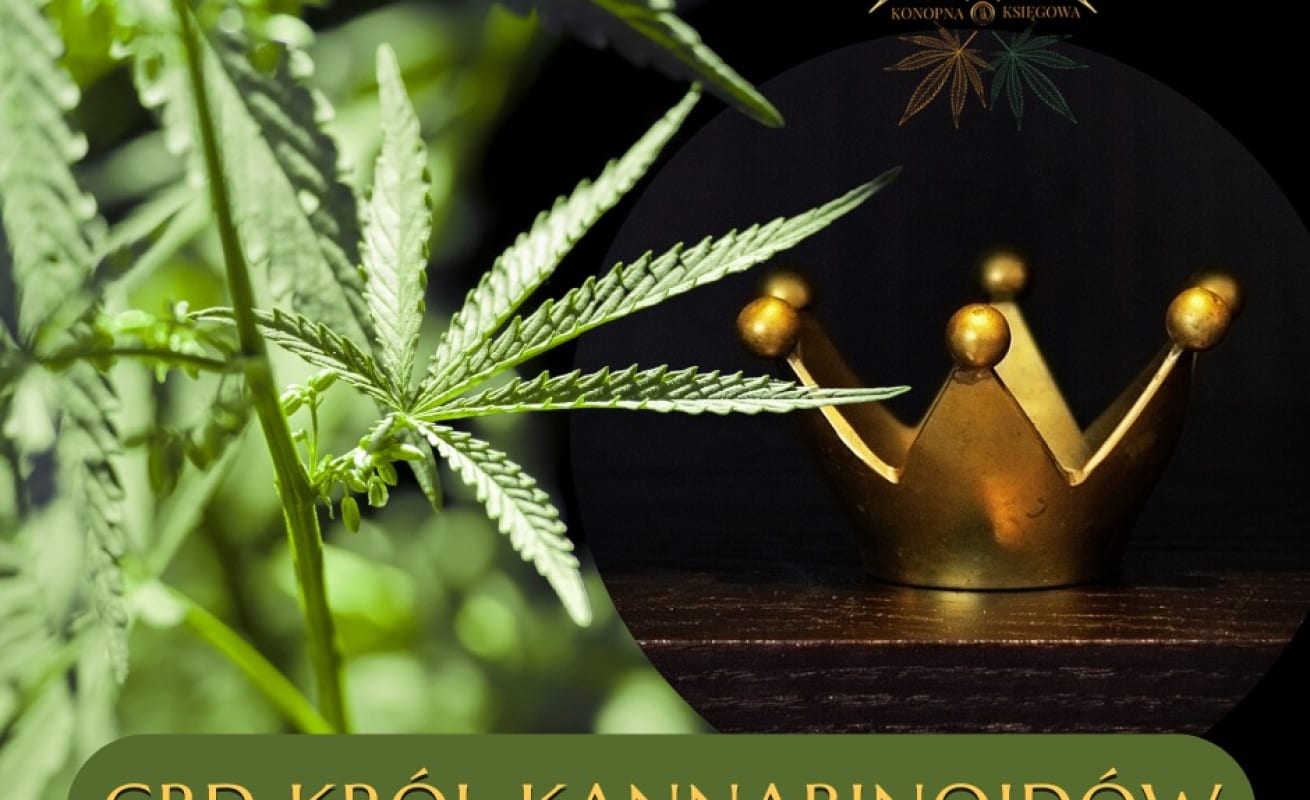 CBD KRÓL KANNABINOIDÓW