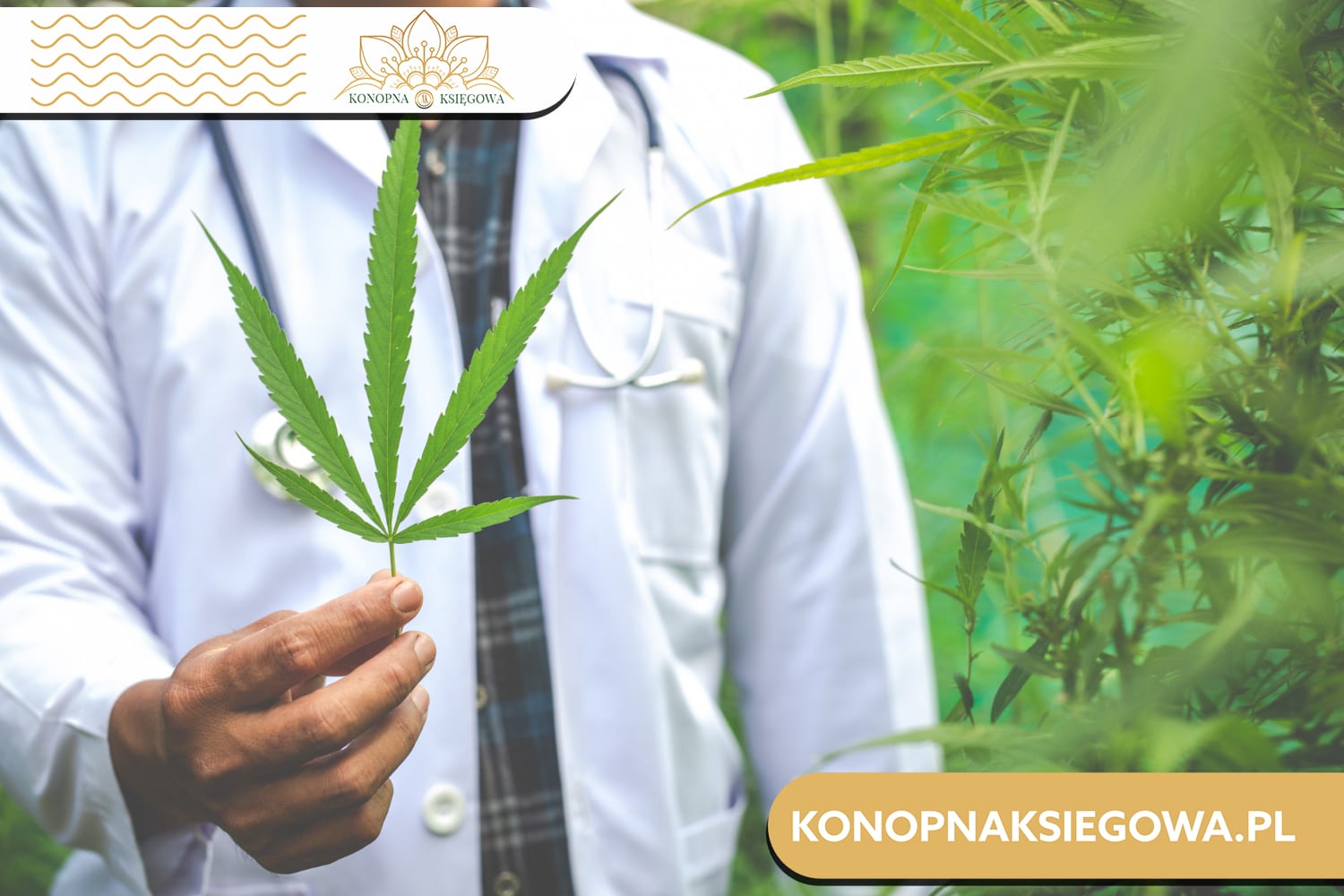 CBD olej na co pomaga - naturalny sprzymierzeniec w walce o zdrowie