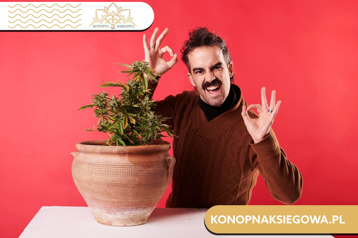 CBD olej właściwości - naturalny sposób na lepsze samopoczucie