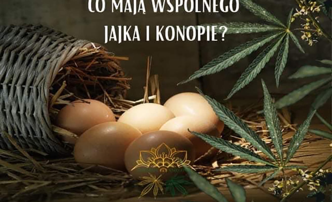 Co mają wspólnego konopie i jajka