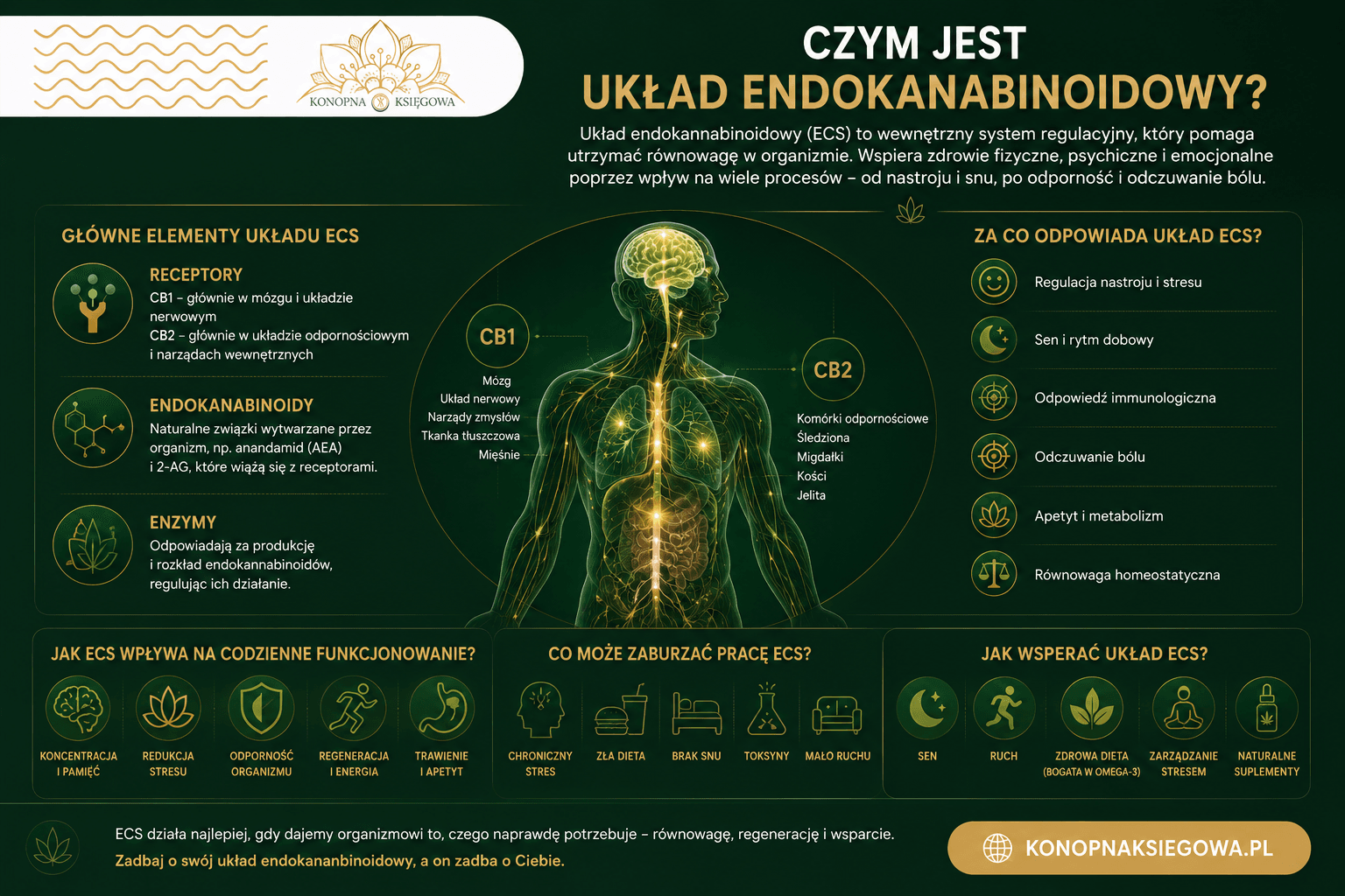 Układ endokannabinoidowy: naturalne wsparcie dla zapracowanych przedsiębiorców