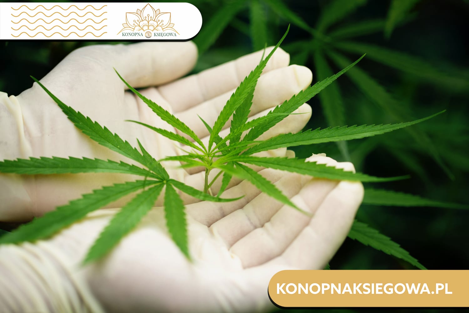 Jesień bez chandry: Jak CBD Wspiera Twoje Zdrowie jesienią