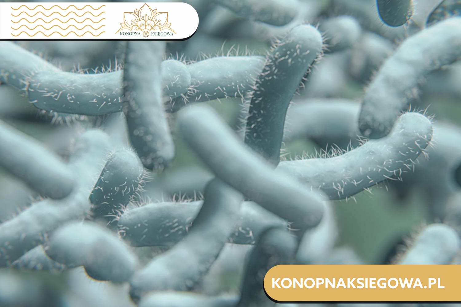 Lactobacillus rhamnosus - mikroskopijny sojusznik Twojego zdrowia