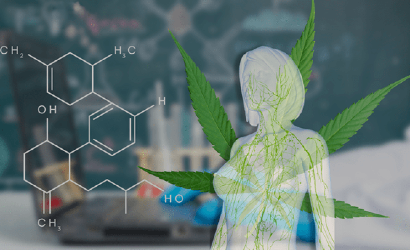 Niewidzialna sieć łącząca nas z naturą - układ endokannabinoidowy i kannabinoidy