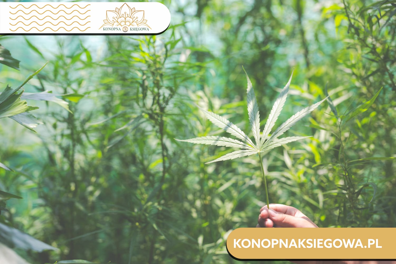 Olejek CBD Sativa, o co w tym chodzi? Kompletny przewodnik