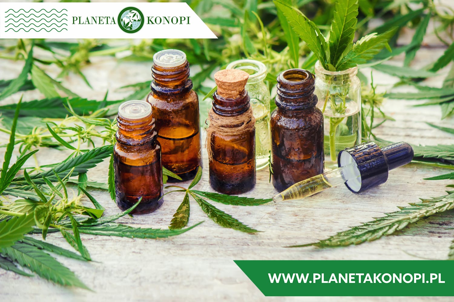 Synergia CBN, CBD i CBG – jak działa połączenie tych kannabinoidów