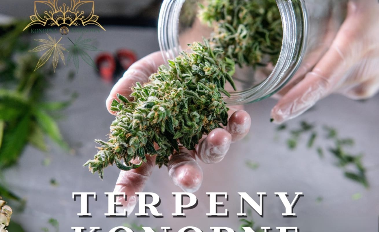 Tajemnicze terpeny, co to takiego?