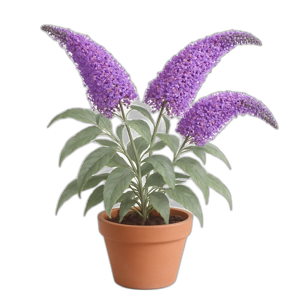 Butterfly Bush