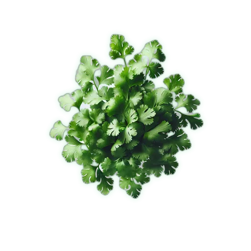 Cilantro