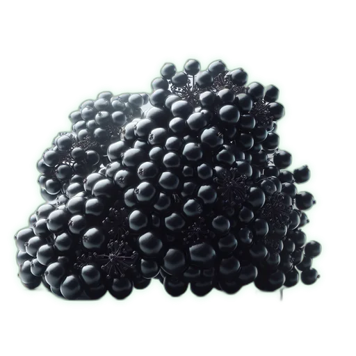 Elderberry