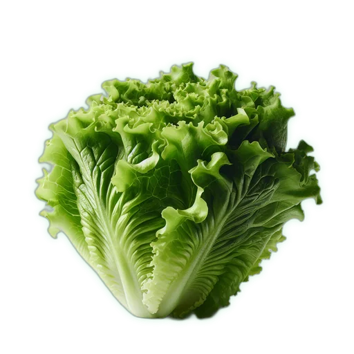 Lettuce