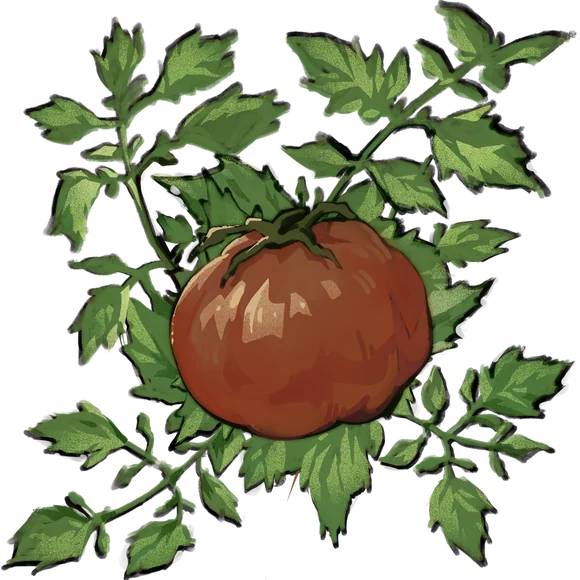Tomato