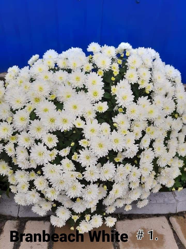 1. Branbeach White