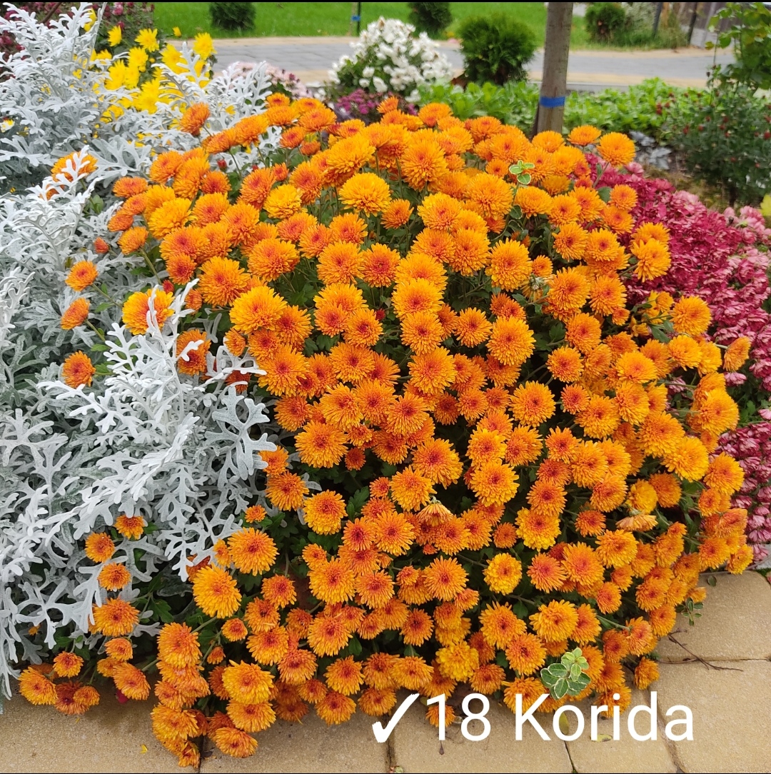 18. Коріда