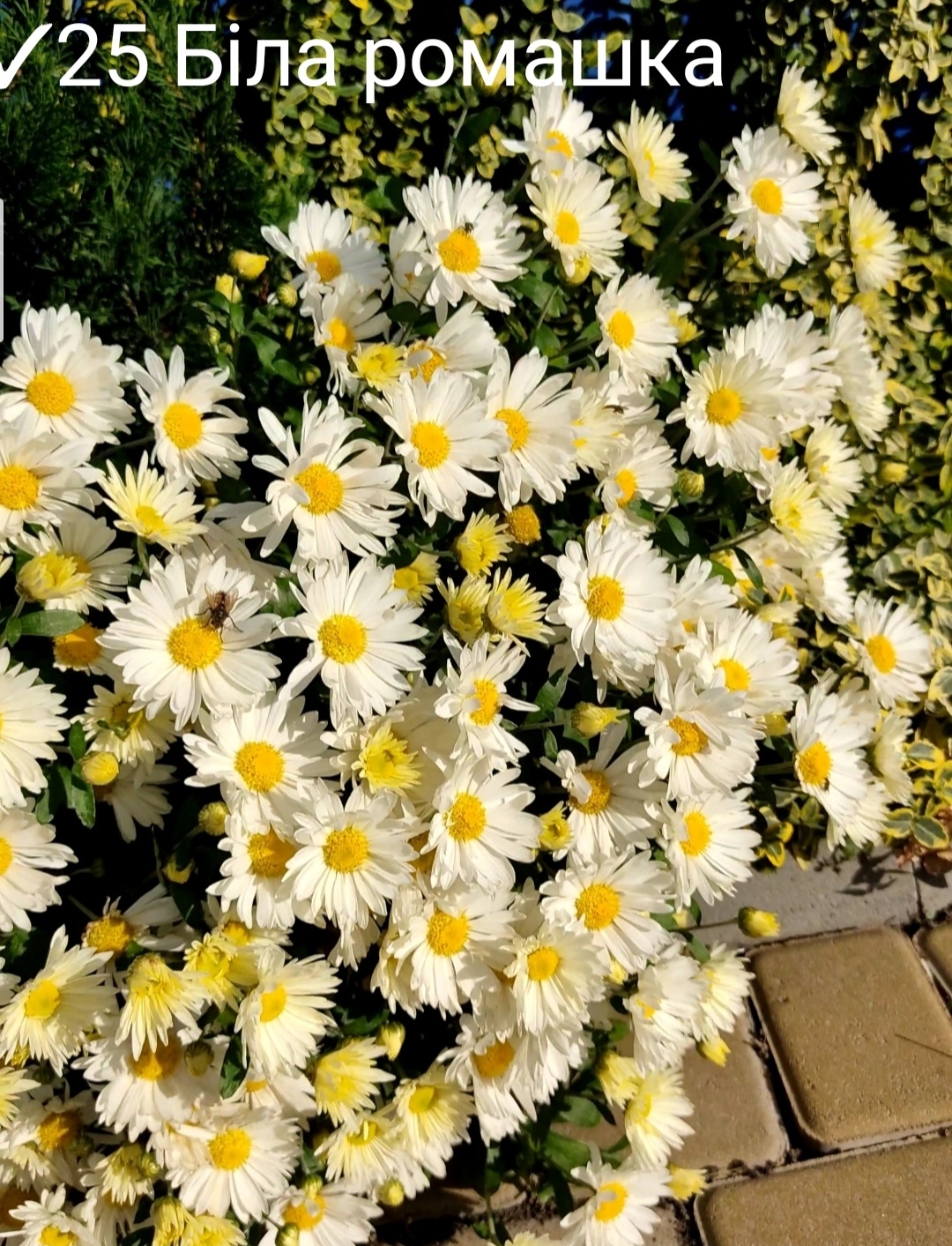 25. Біла ромашка