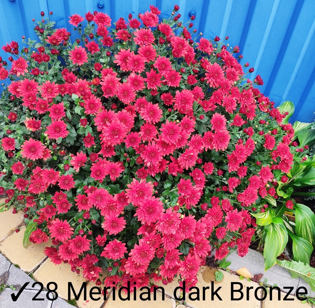 28. Meridian Dark Bronze