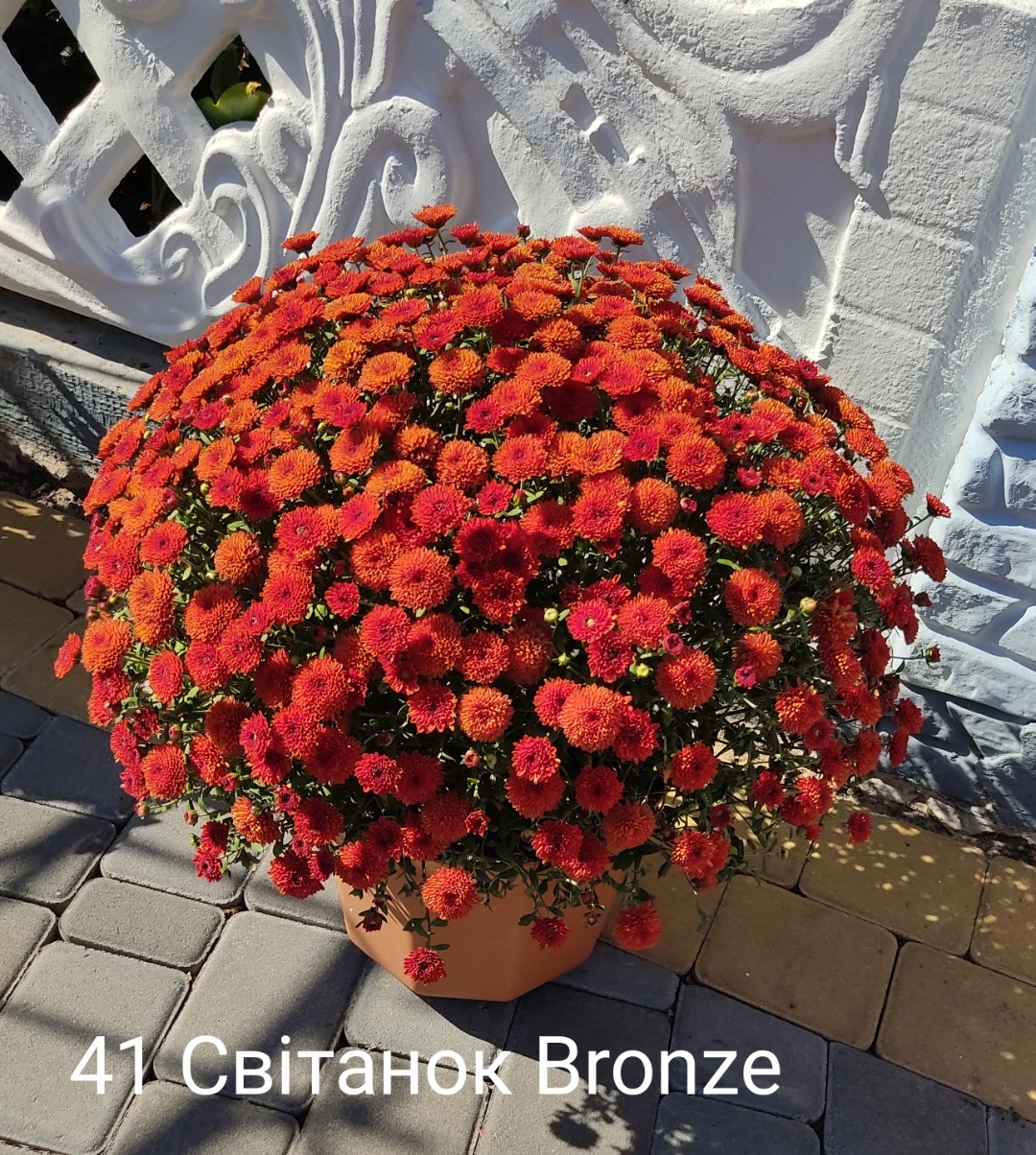 41. Світанок Bronze