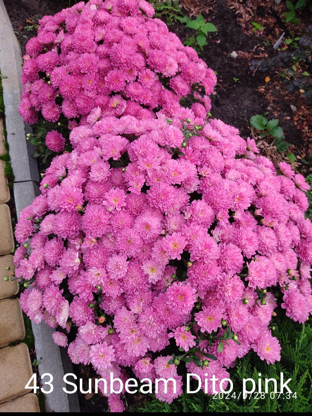 43. Sunbeam Ditto pink