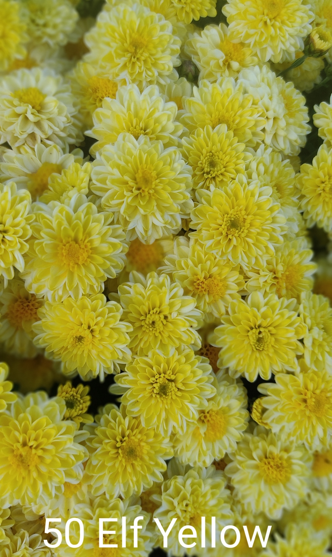 50. Elf yellow