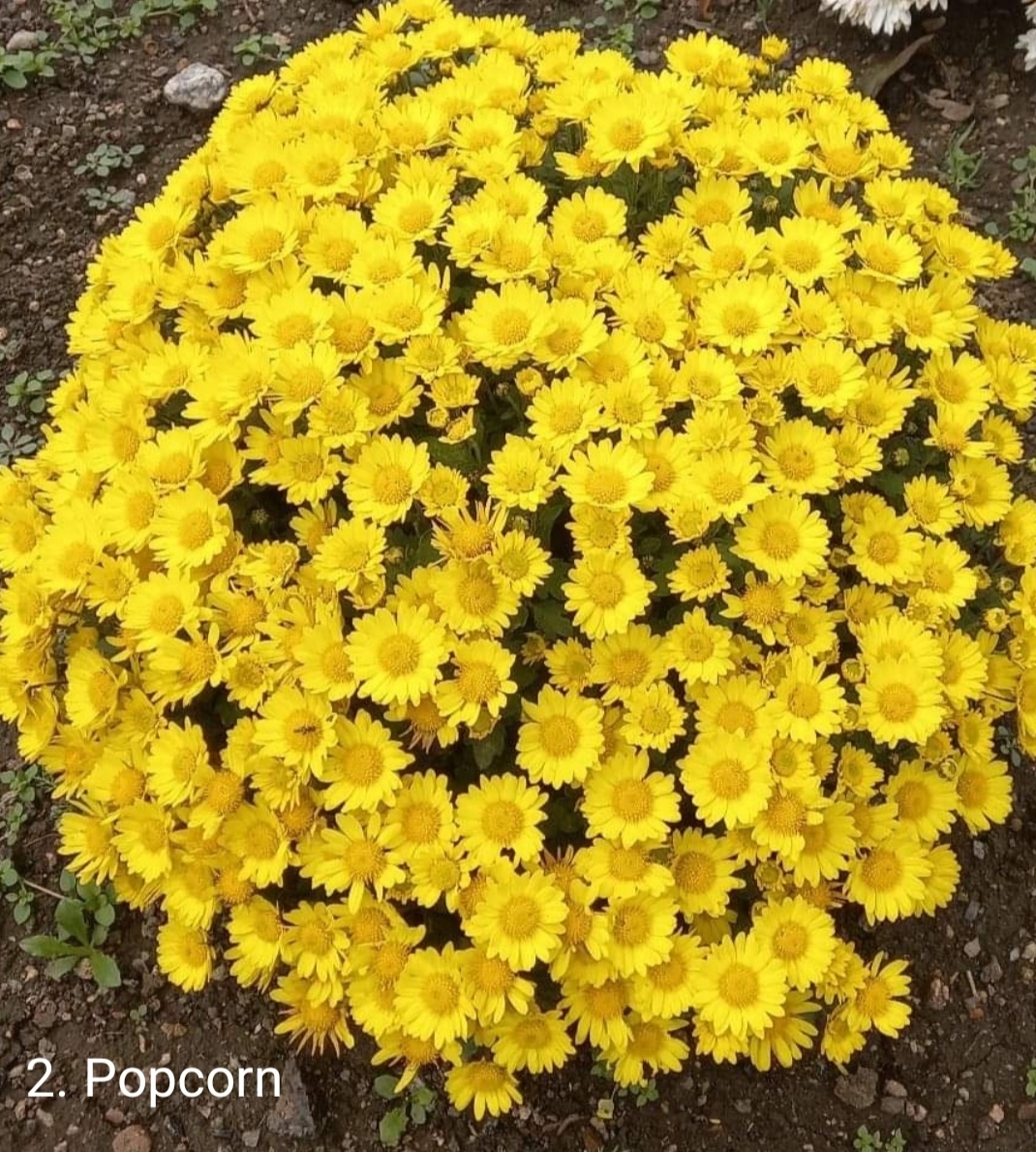 2. Popcorn