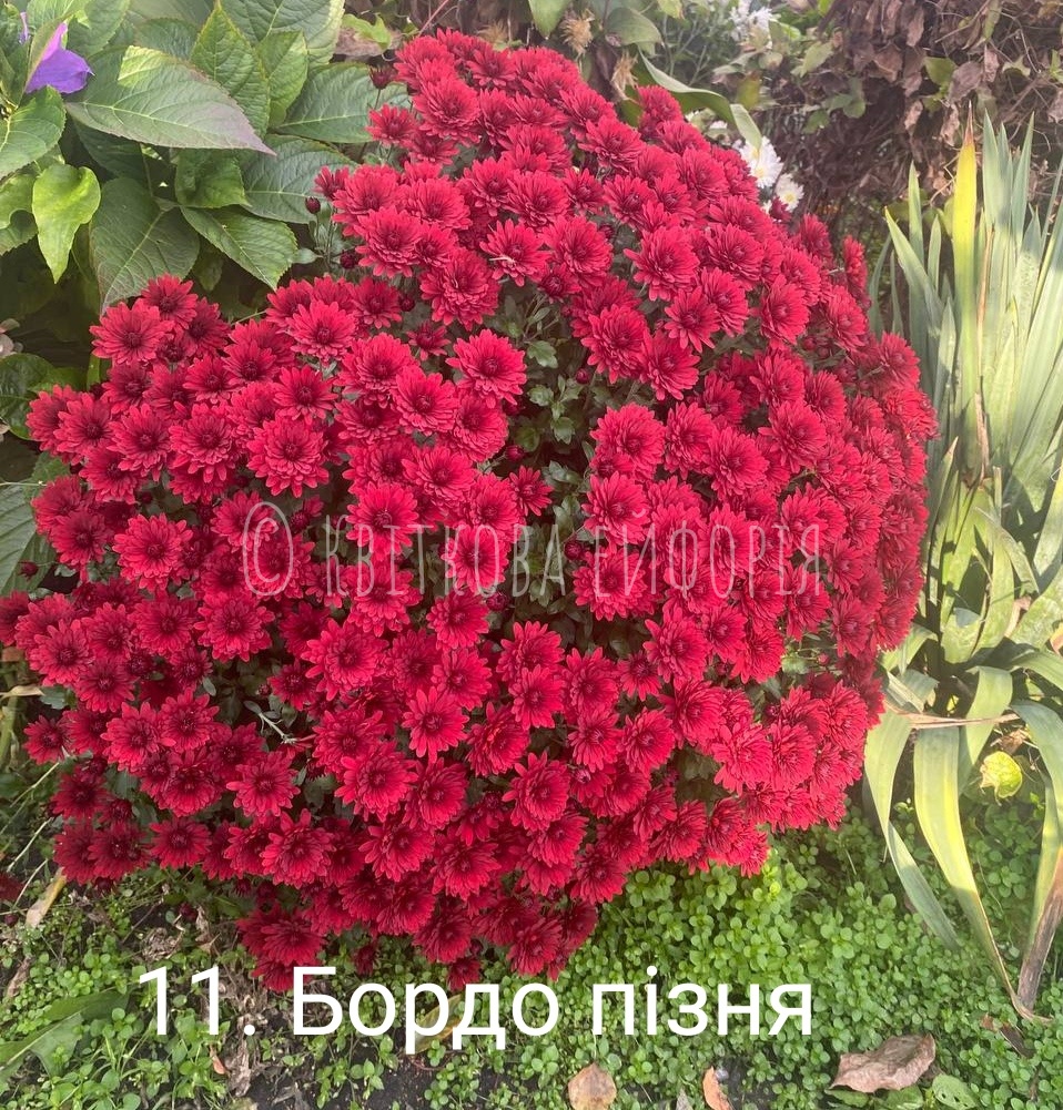 11. Бордова пізня