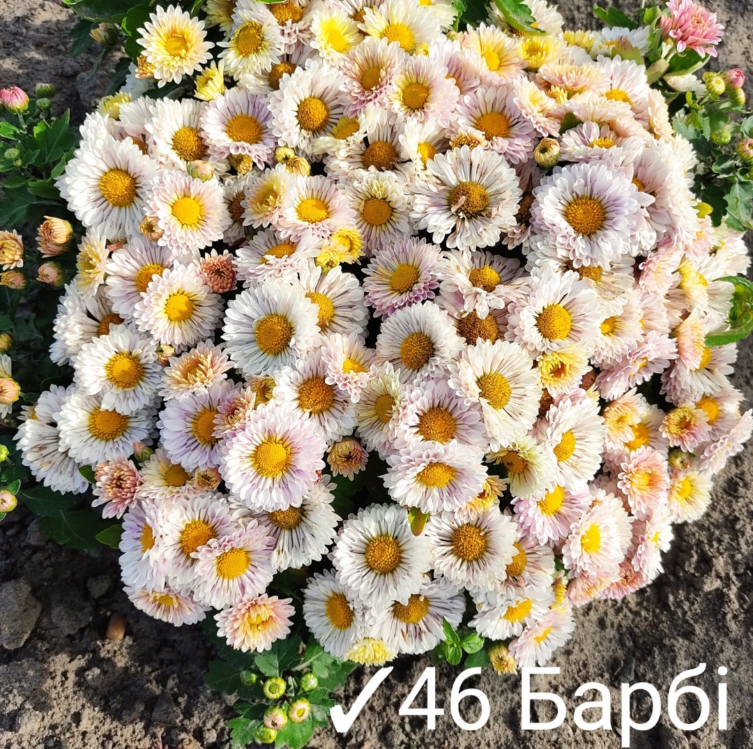 46. Барбі