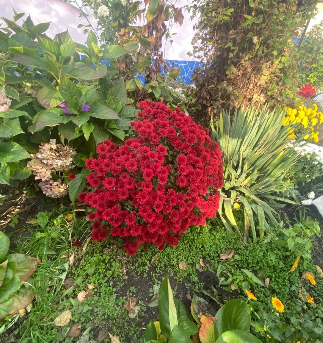 6. Branopal red