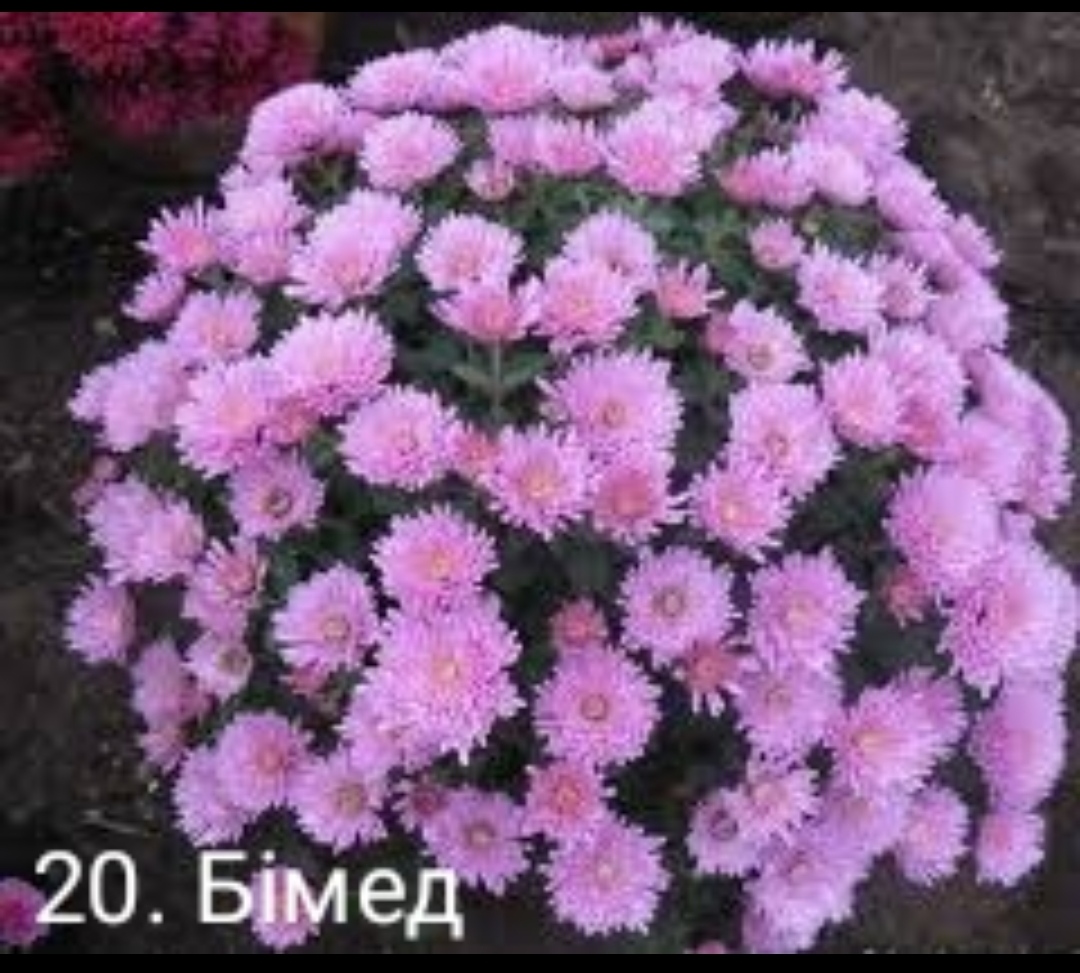 20. Бімед