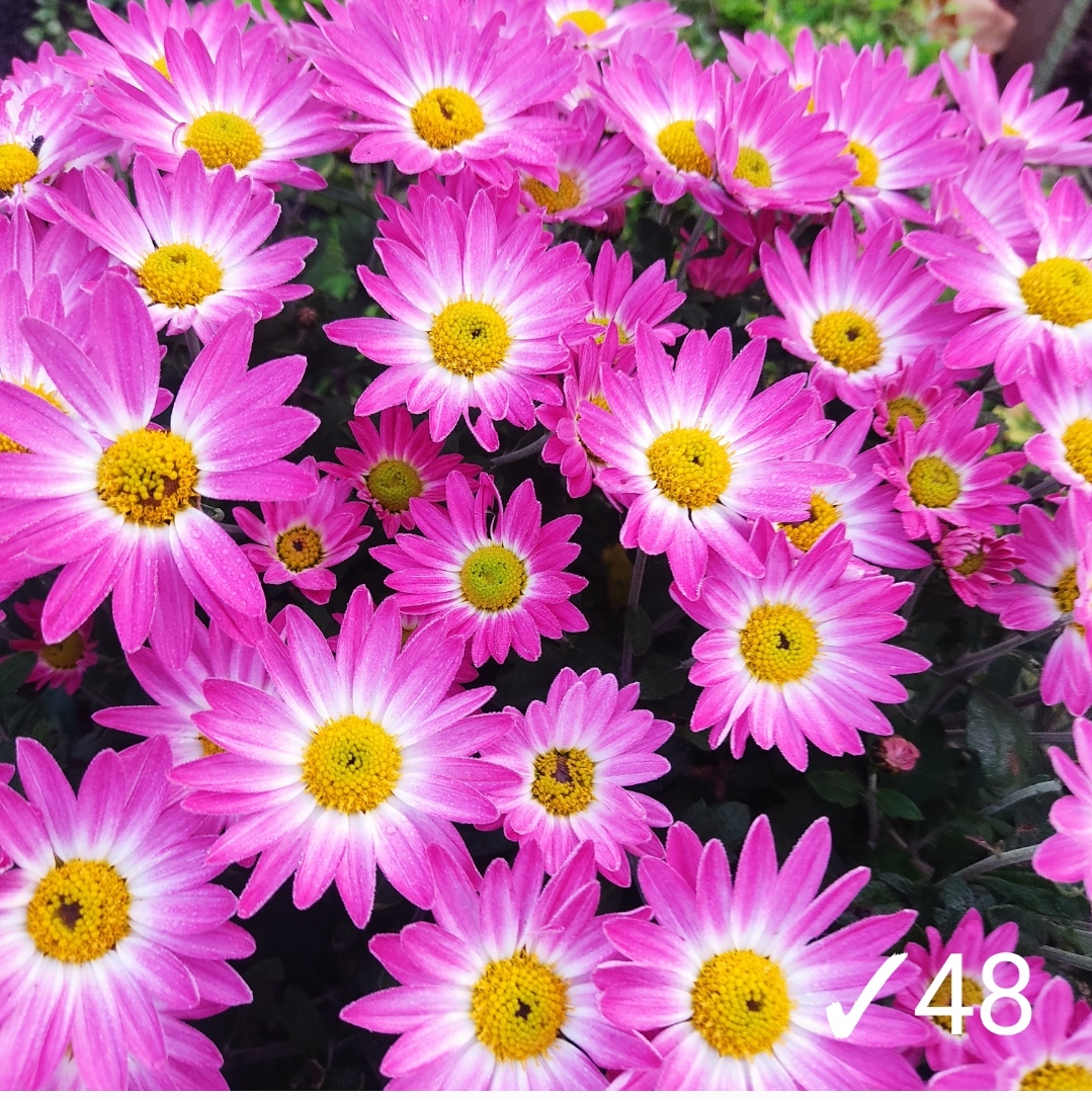 48. Флоренція