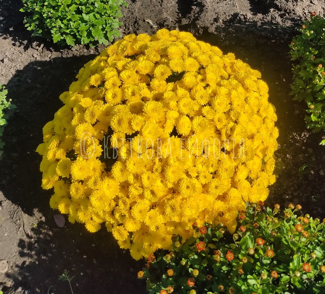 10. Amico yellow