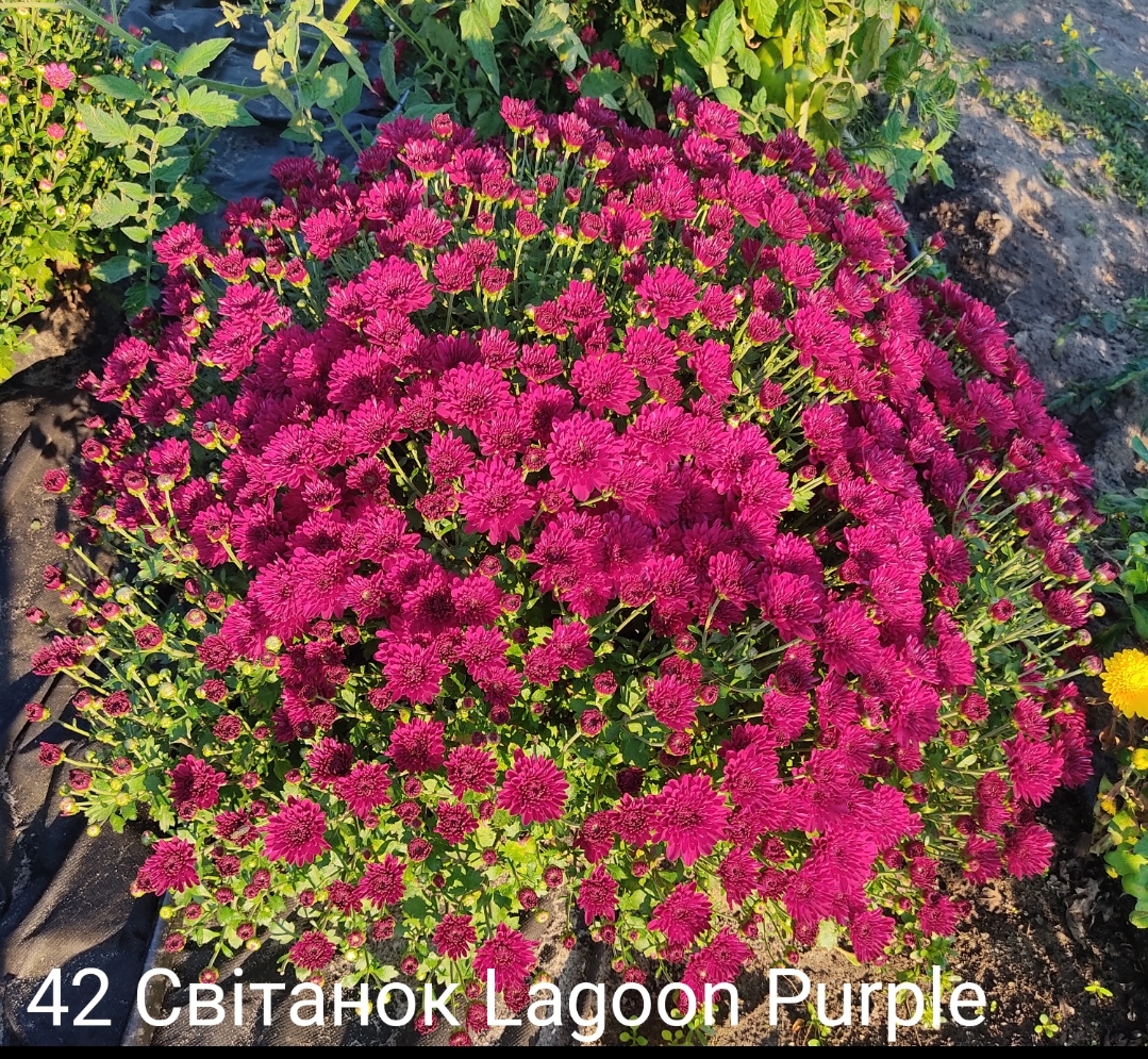 42. Світанок Lagoon Purple