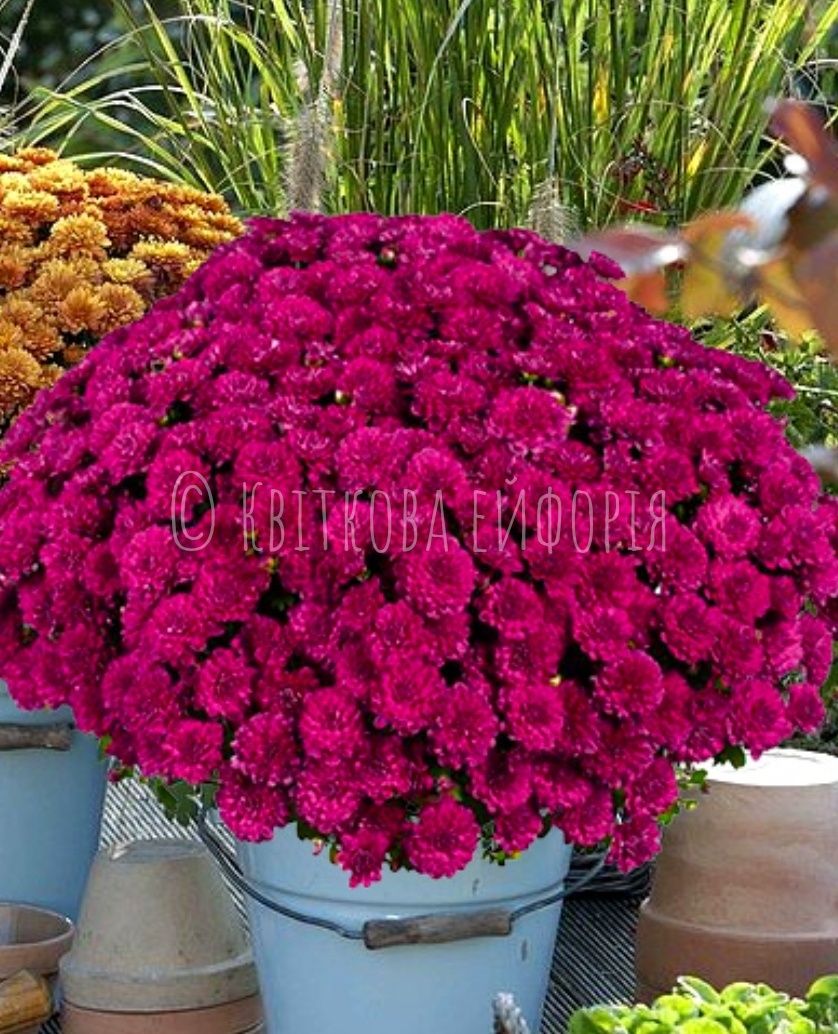 9. Meridian Cherry purple