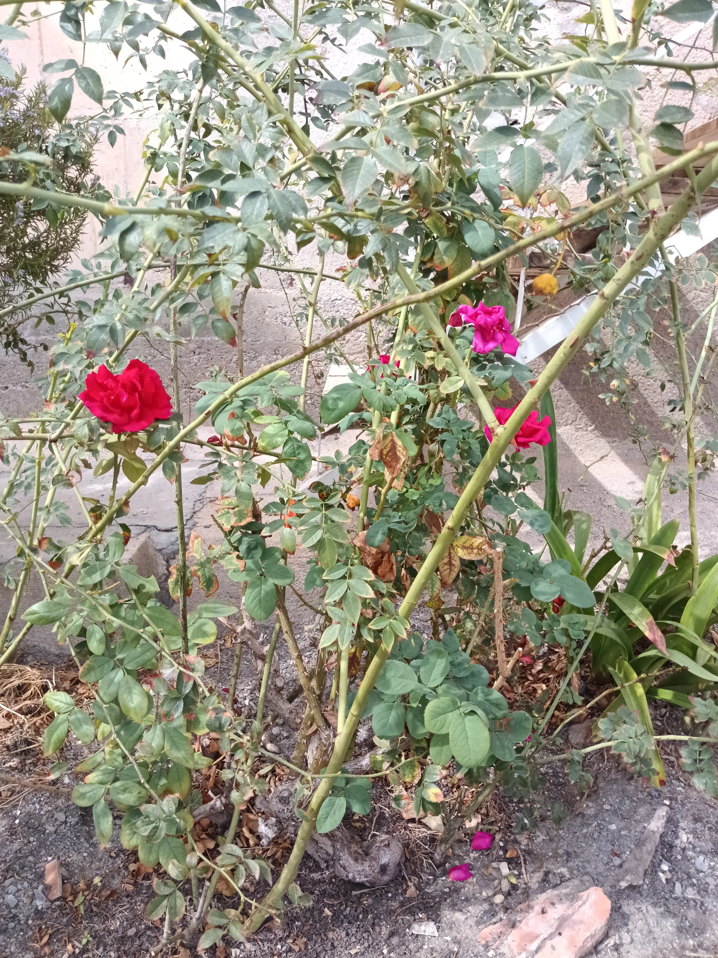 Foto de galería