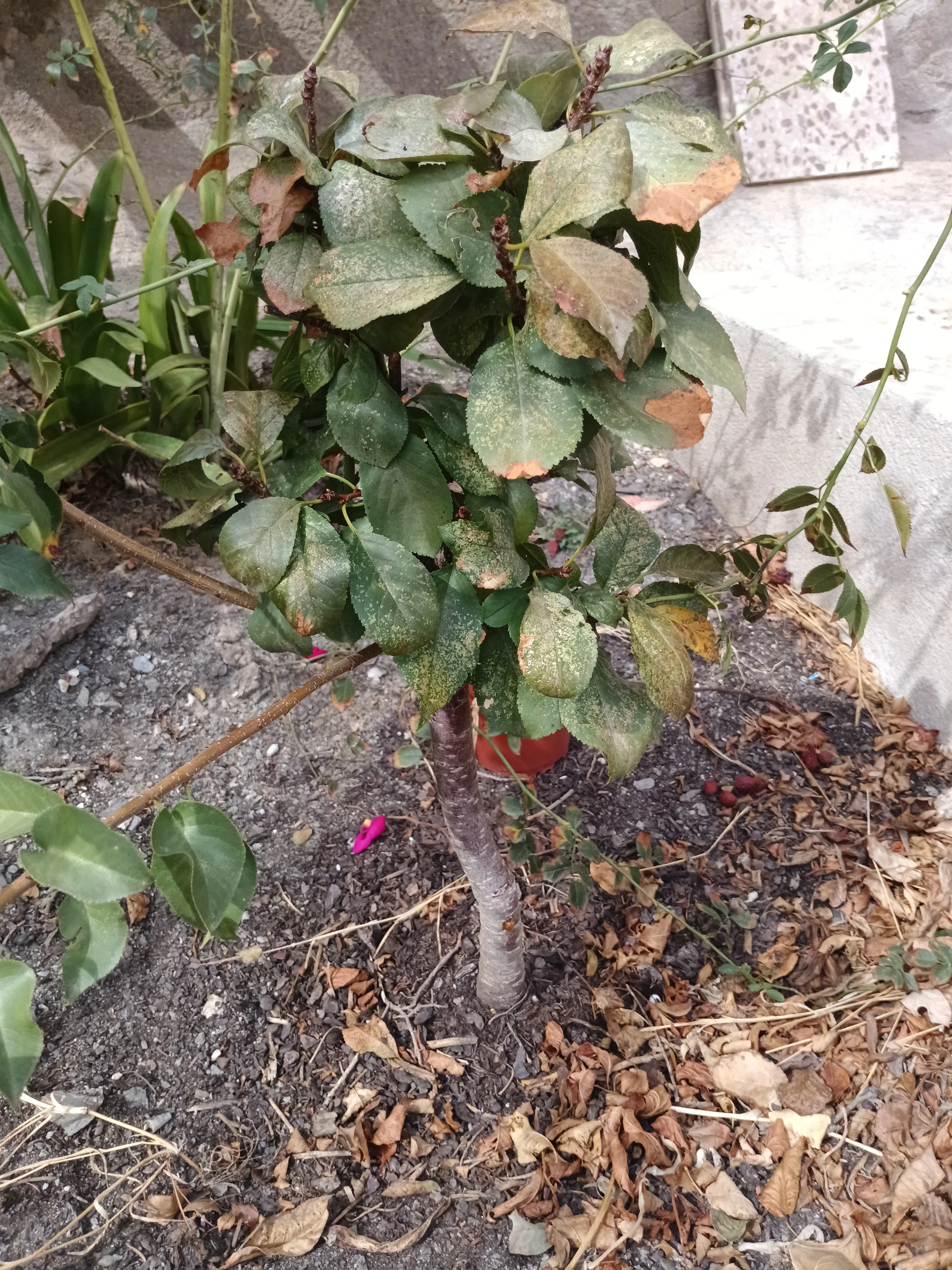 Foto de galería