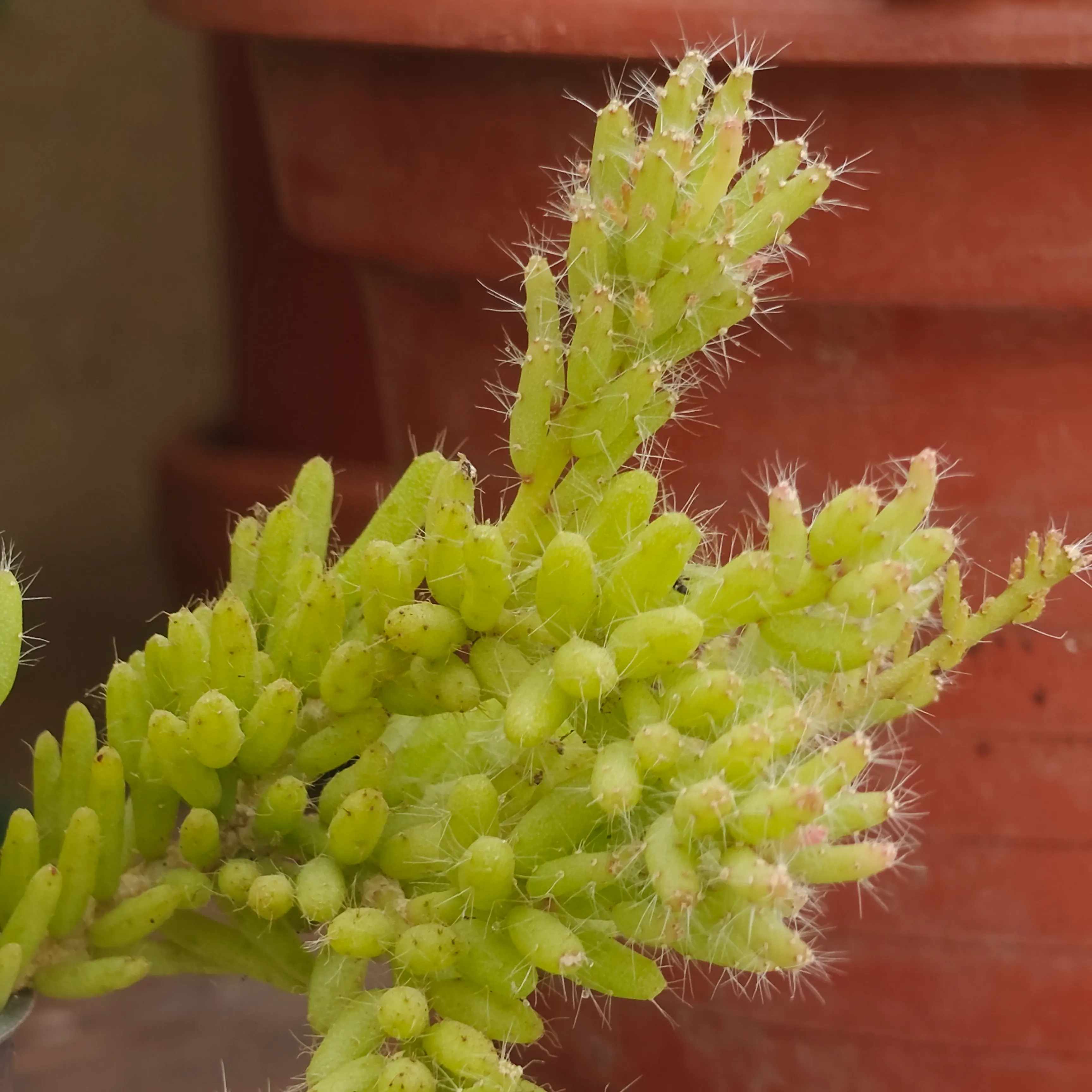 Rhipsalis Burchellii 3